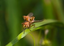 Two Flies Making Love Royalty Free Stock Images