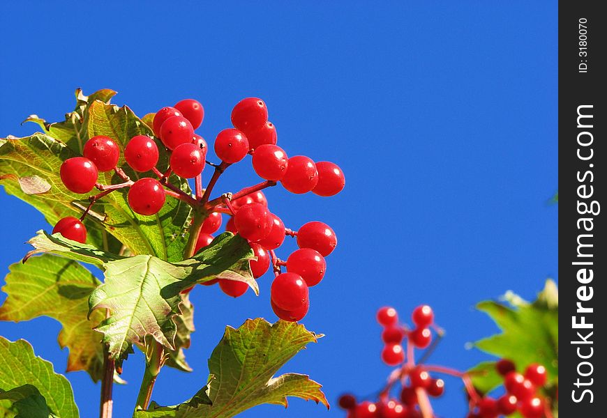 Lovely Guelder Rose against the clear blue sky..for me its beautiful. A wonderful colourcontrast. Lovely Guelder Rose against the clear blue sky..for me its beautiful. A wonderful colourcontrast