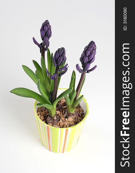Blue hyacinths in the pot