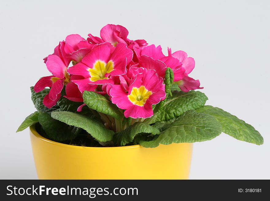 Pink primrose in yellow pot