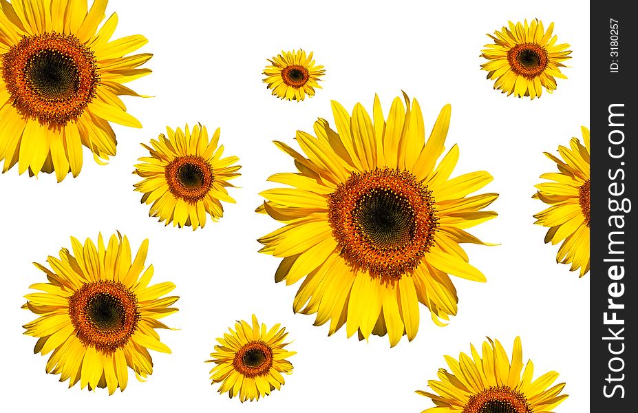 Sunflowers in full bloom, against a white background. Sunflowers in full bloom, against a white background.