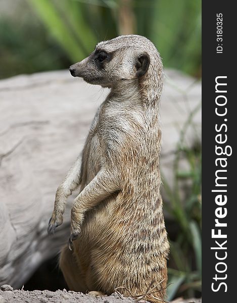 Meerkat standing and looking ahead. Meerkat standing and looking ahead