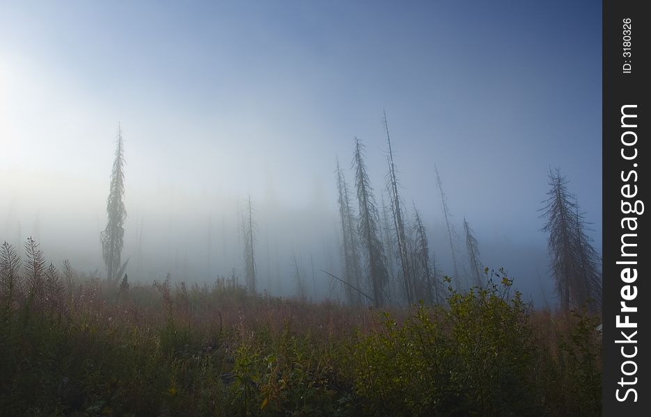 Fog covers a hillside of colorful plants and trees, creating a surreal and ominous atmosphere. Fog covers a hillside of colorful plants and trees, creating a surreal and ominous atmosphere.