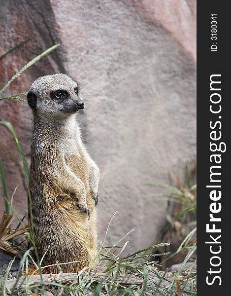 Meerkat standing and looking ahead. Meerkat standing and looking ahead