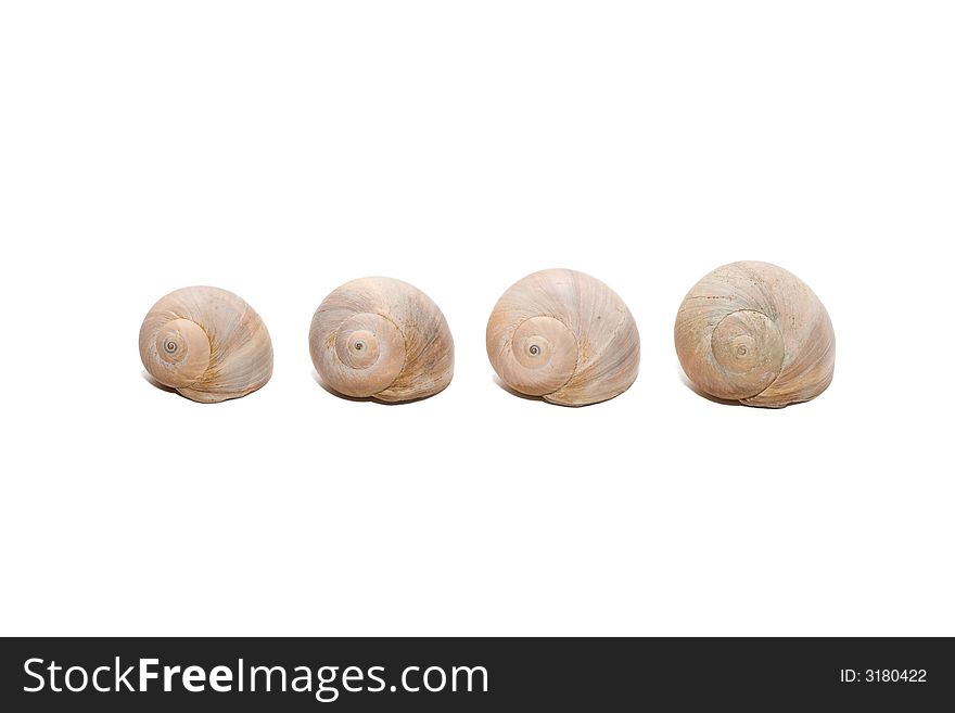 Four snail shells isolated on white. Four snail shells isolated on white