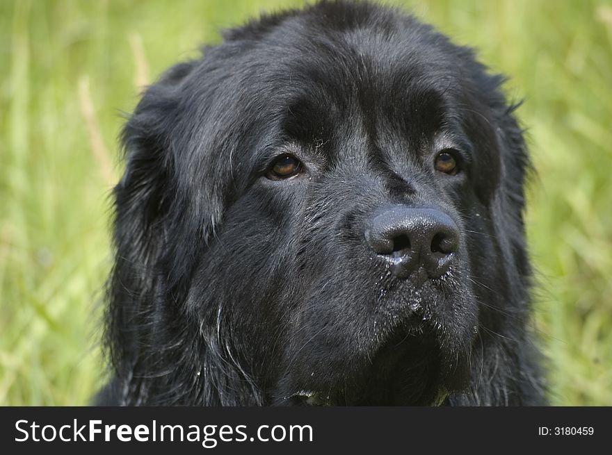 A black newfoundland looks very regal with some grass in the background.