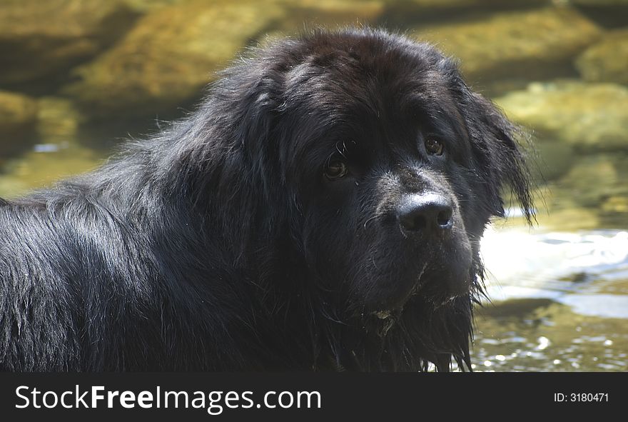 A newfoundland dog walks in the river. A newfoundland dog walks in the river.