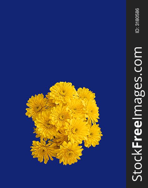 Bouquet of several yellow flowers with blue background. Bouquet of several yellow flowers with blue background