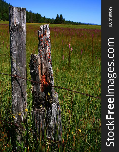 Rustic Idaho fence in spring with wild flowers. Rustic Idaho fence in spring with wild flowers