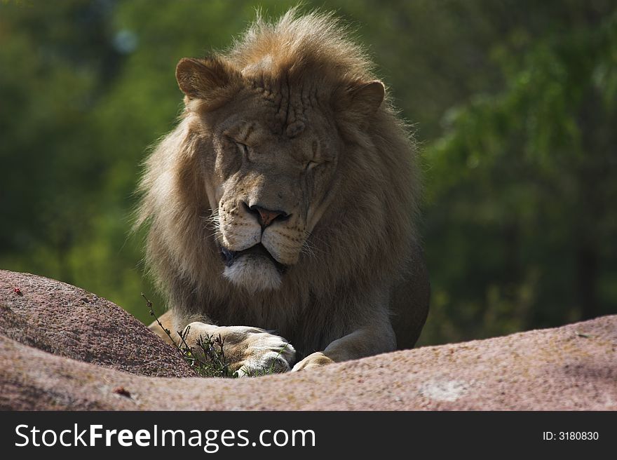 Sleepy lion laying on top of he cliff
