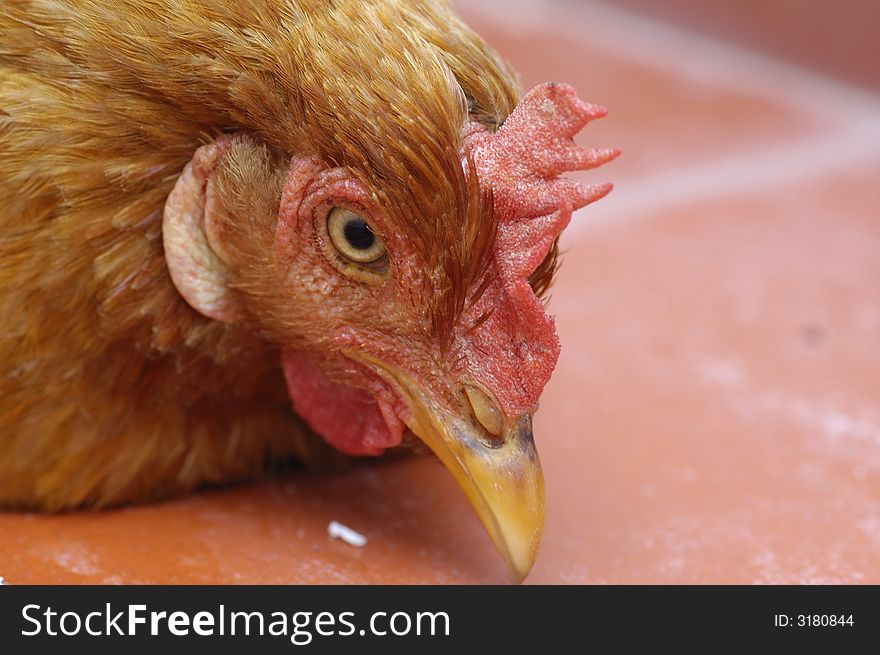 Free Range Chicken 1