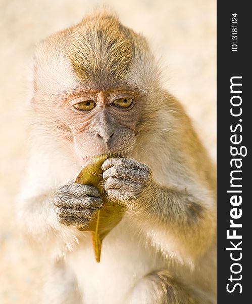 Macaque investigating the inside of a curled up dropped leaf for food.