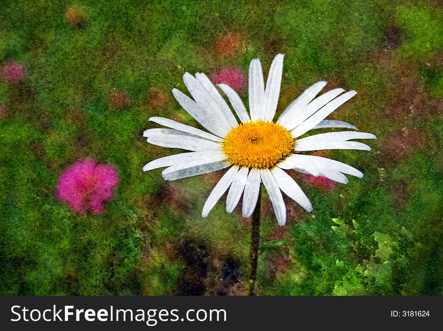 Beautiful daisy on green background with grunge metal texture. Beautiful daisy on green background with grunge metal texture