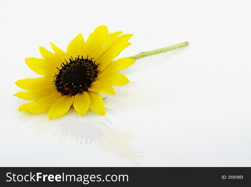 Easy to isolate sunlower with leaf on white background. Easy to isolate sunlower with leaf on white background