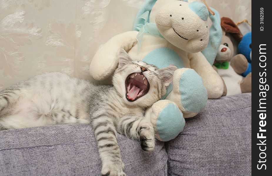 The grey kitten yawns laying among soft toys