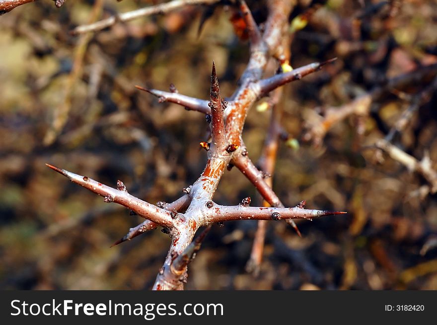 A tree covered with thorns