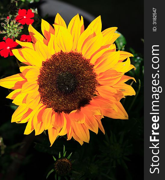 Yellow Sunflower, Red Flowers