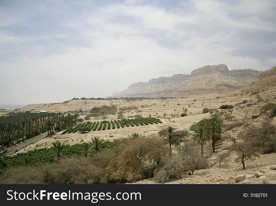 Vegetation In Desert Landscape