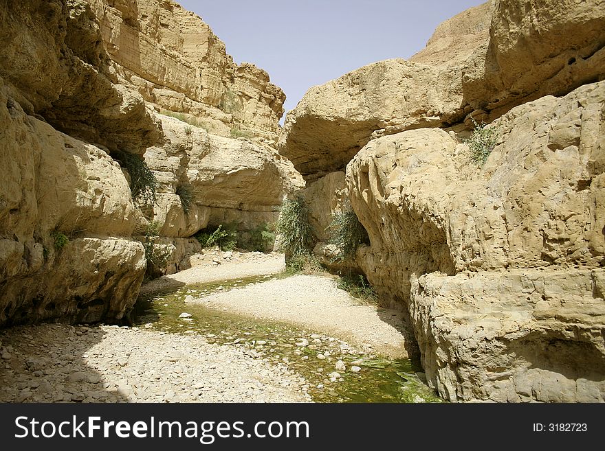 Desert oasis in the dead sea region