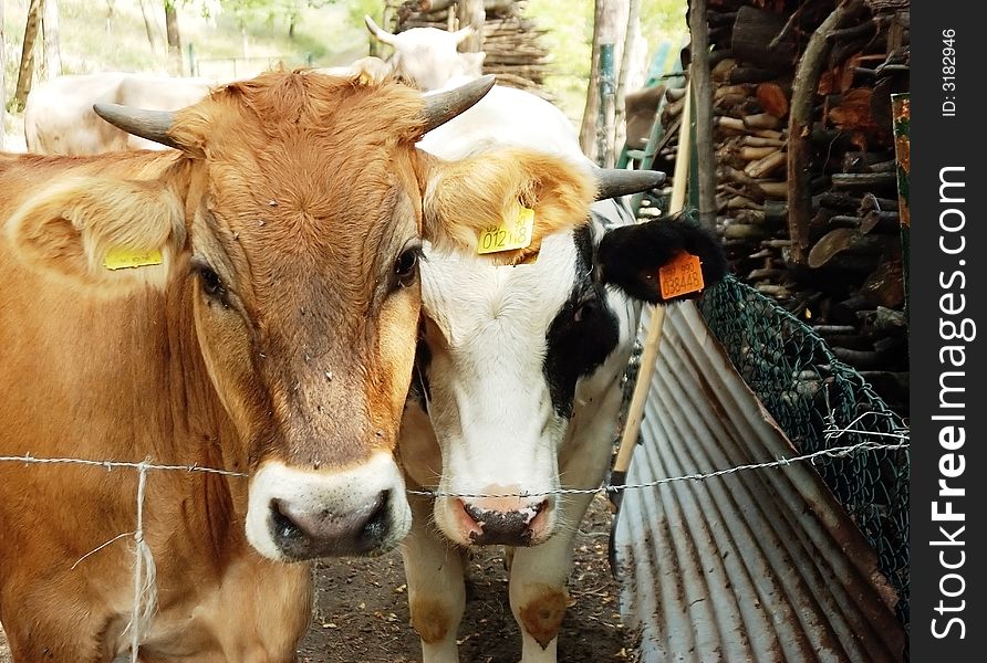 A couple of young bovines hoping to be free eventually. A couple of young bovines hoping to be free eventually