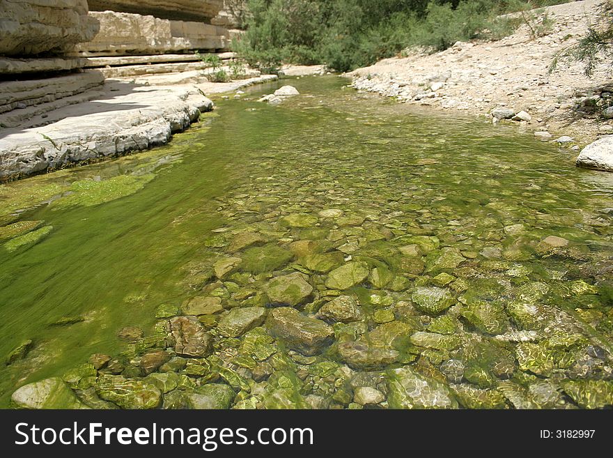 Desert oasis in the dead sea region