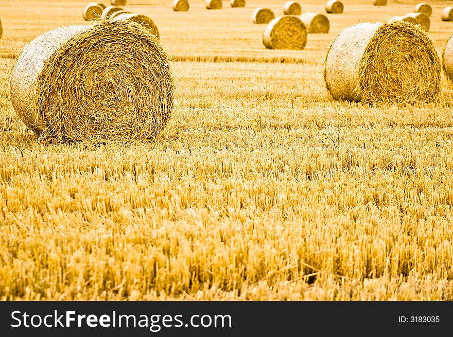 Bales of harvested straw rolled in the modern style. Bales of harvested straw rolled in the modern style