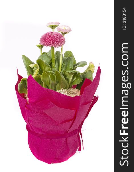 Isolated pink daisy covered in water drops