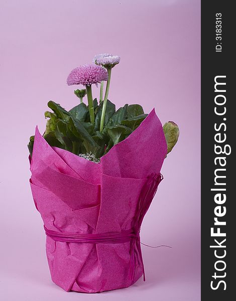 Isolated pink daisy covered in water drops