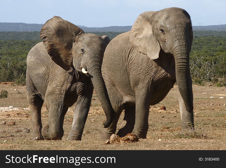 Young elephants chasing each other at a waterhole