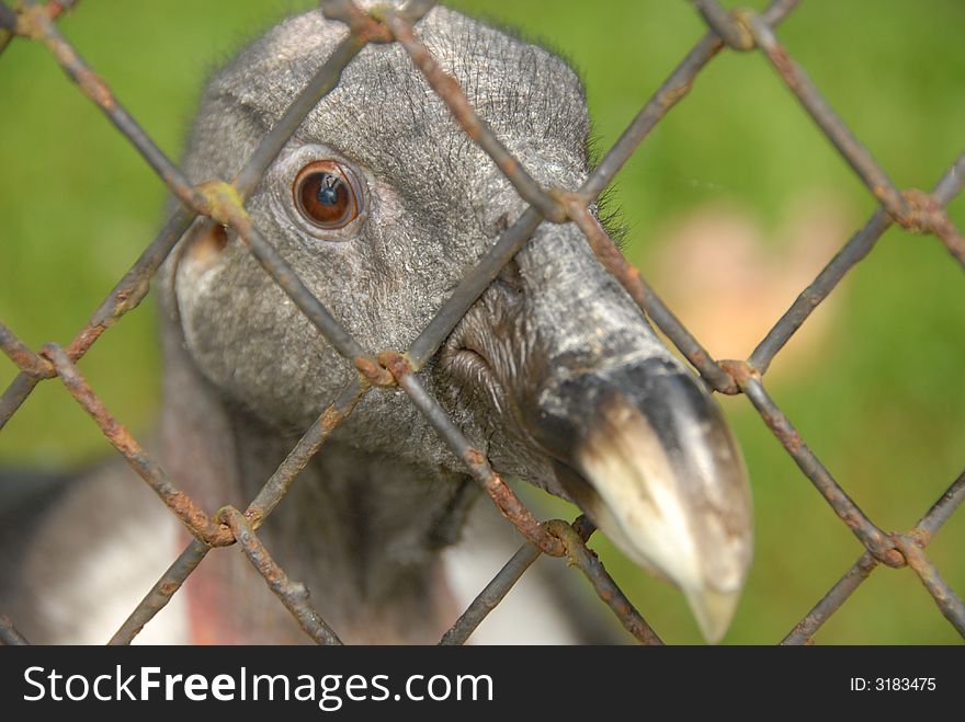 Close up of an adult andean condor. Close up of an adult andean condor