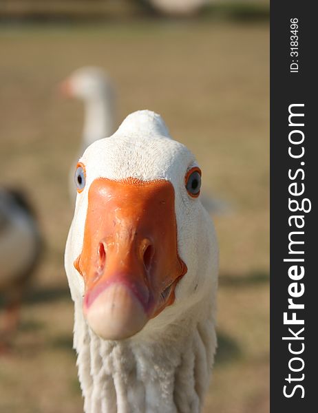 Headshot of a white goose. Headshot of a white goose