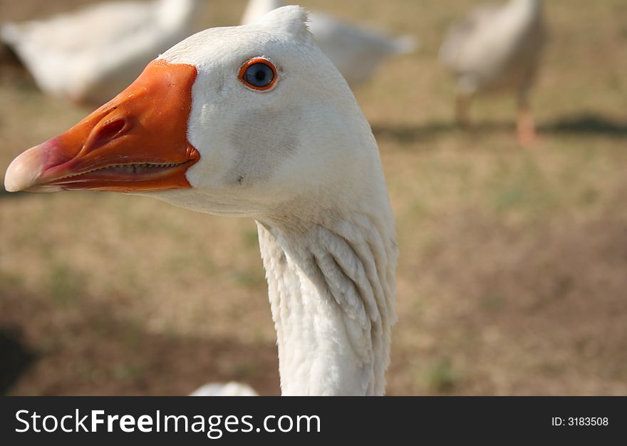 Nice photo of a goose face