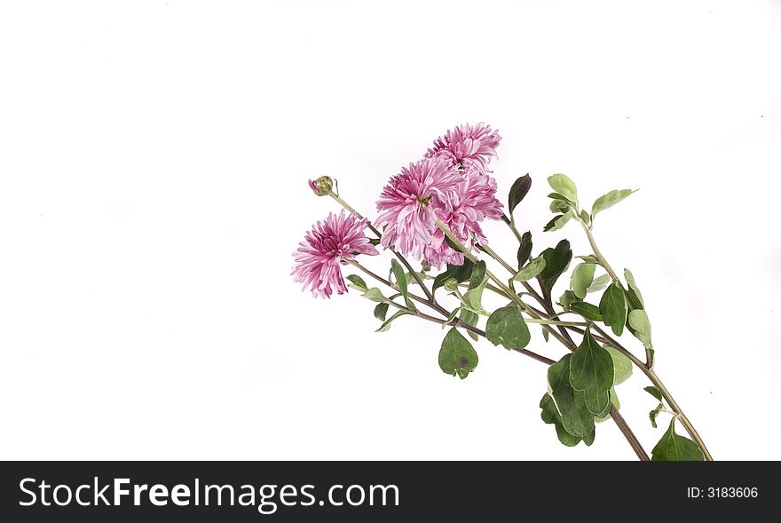 Fall flower on white background