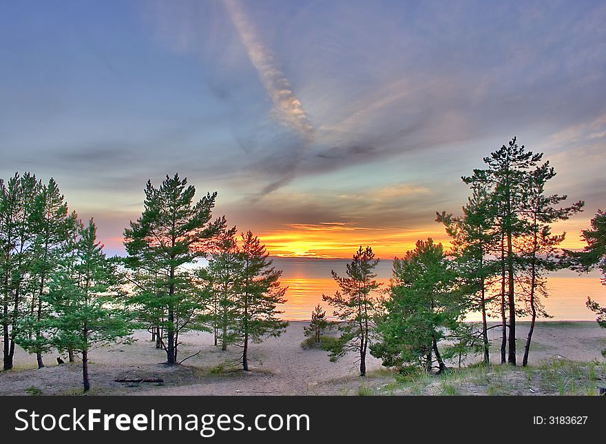 Sunset landscape with pines