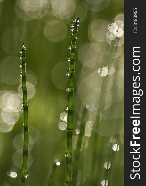 Drops of dew on Equisetum fluviatile. Drops of dew on Equisetum fluviatile