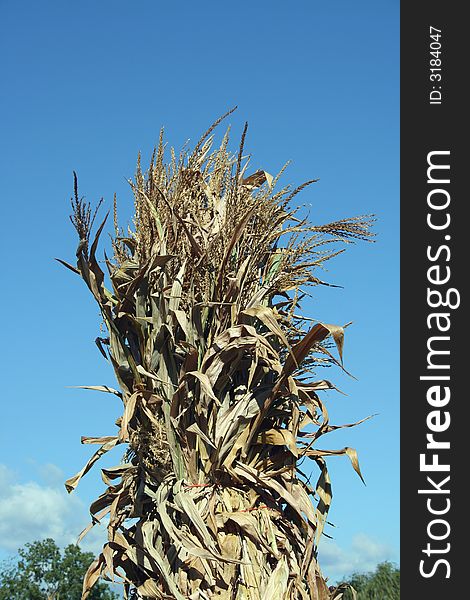 Cornstalks against a blue sky