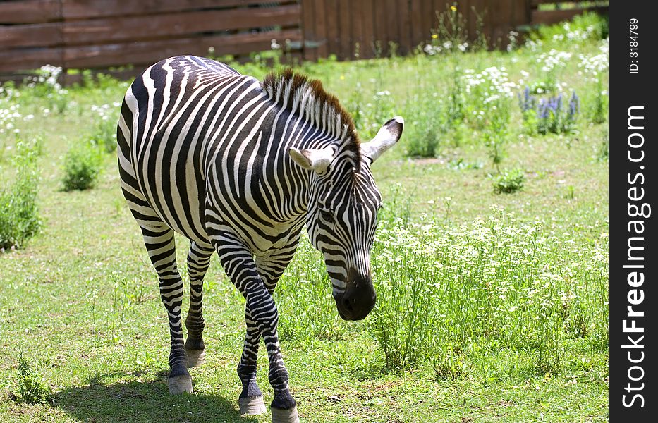 Black and white striped zebra walking in grassy area