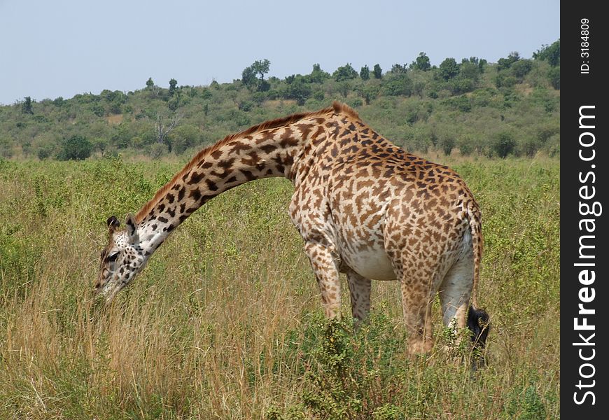 Giraffe in Masai Mara (Kenya)