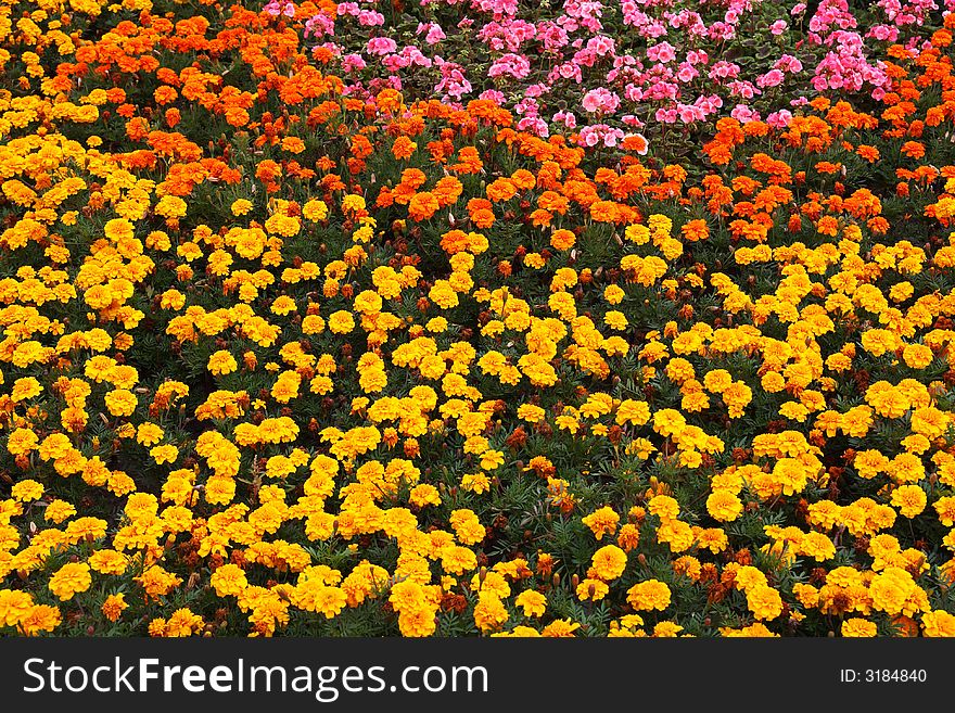 Multi-colored flowered bed in park in summer day