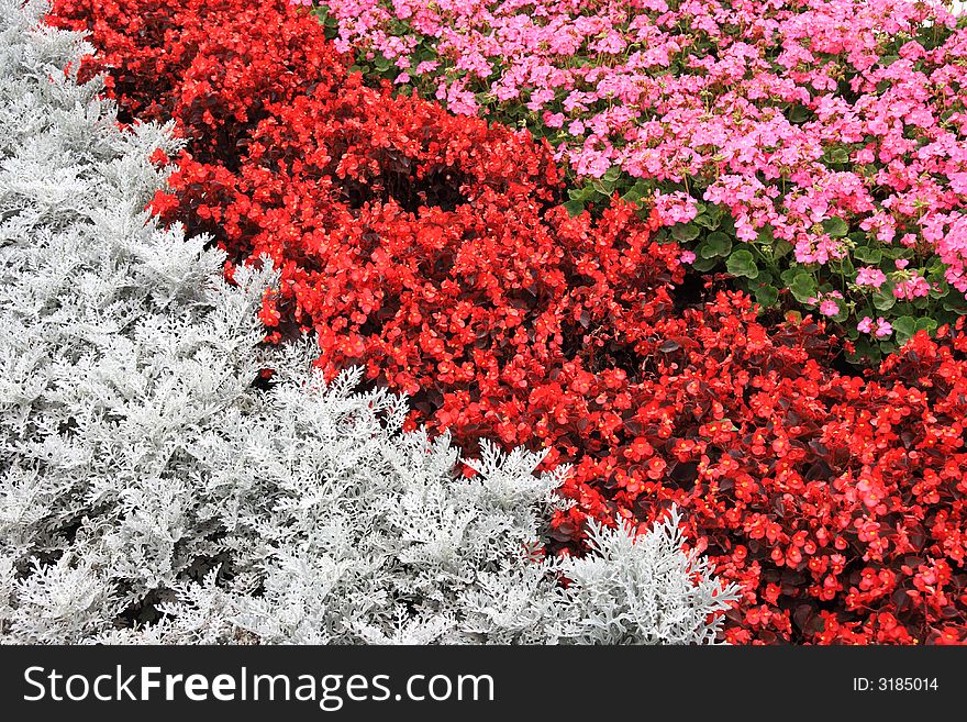Multi-colored flowered bed in park in summer day. Multi-colored flowered bed in park in summer day