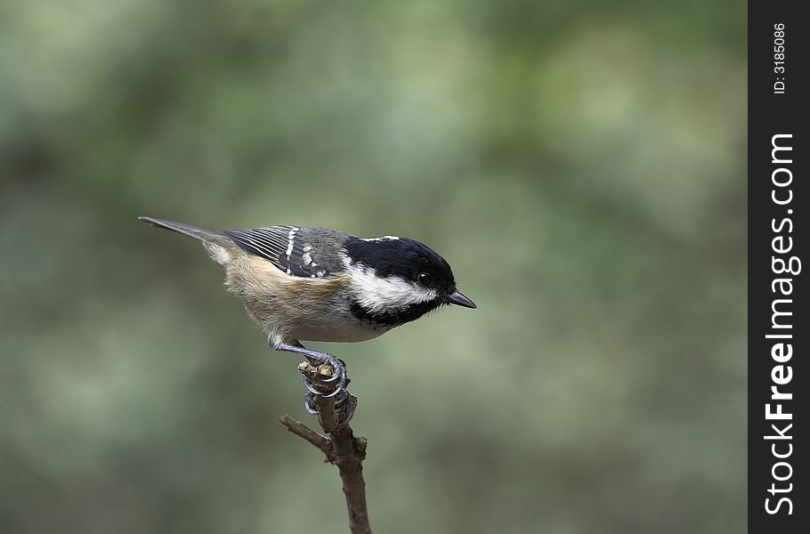 A Coal Tit - Parus ater - perched on a twig. Coal Tits are common European birds found in gardens and the countryside. They are characterised by a white stripe on the nape of the neck, visible in this photograph.