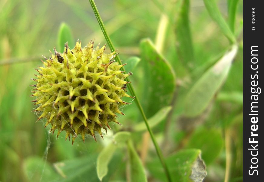 A yellowish-green, prickly flower bloom with a spider web attached amidst a background of green leaves.