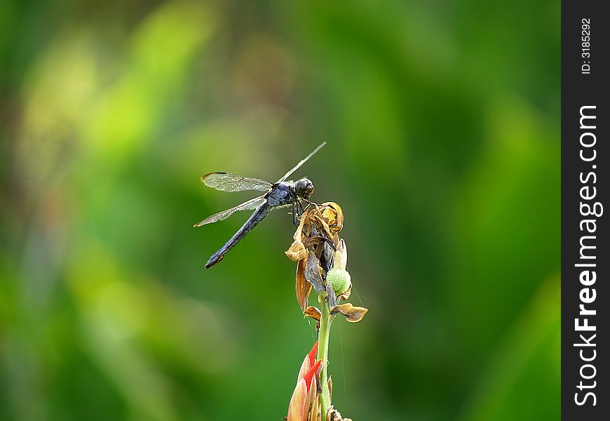 Dragonfly On Plant