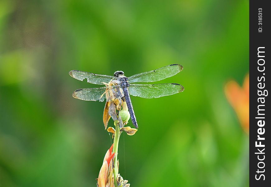 This dragonfly has several notches out of his wings. This dragonfly has several notches out of his wings.
