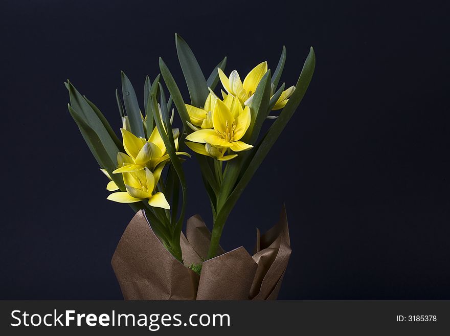 Yellow tulip on black background. Yellow tulip on black background