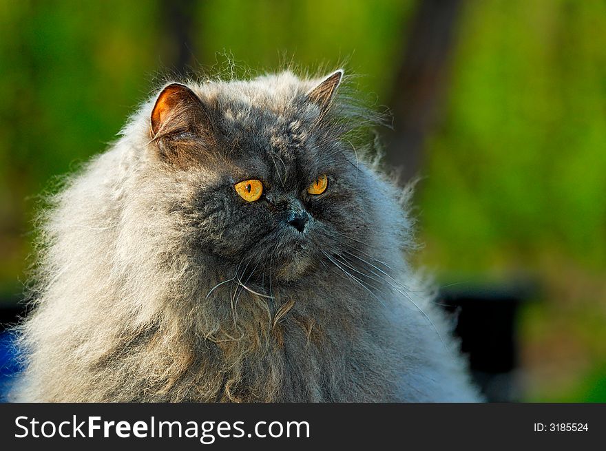 Portrait of a grey cat close-up  in nature