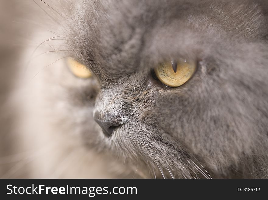 Portrait of a grey cat close-up  in nature