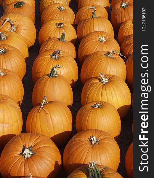 Rows of orange pumpkins ready to be sold for the fall season. Rows of orange pumpkins ready to be sold for the fall season