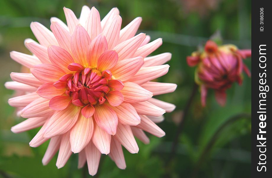 Open pink dahlia bloom with petals shot through with gold. Open pink dahlia bloom with petals shot through with gold.