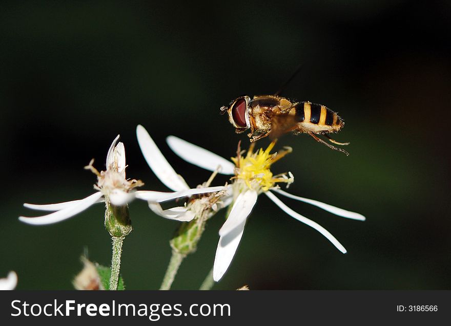 A syrphid fly caught in flight above a flower